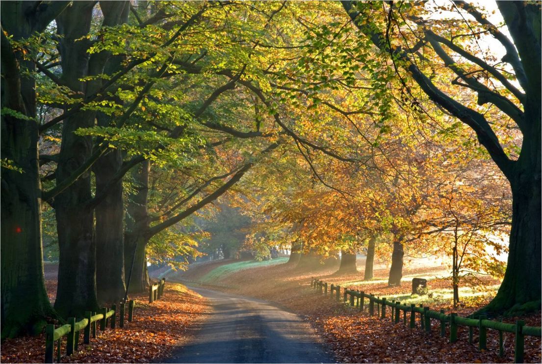 An allyway of trees with a road in the middle fading into the distance. The trees on the left have green leaves, the trees on the right autumnal.