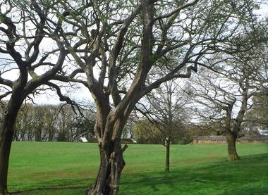 Friends of Graves Park: Guided Walk