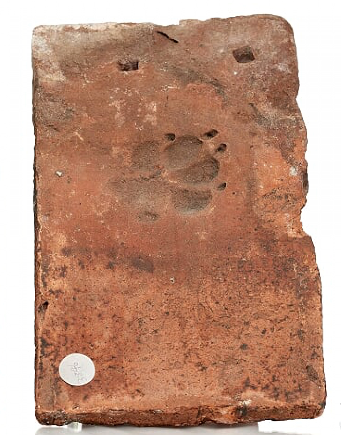 A clay tile with a dog paw print pressed into it.