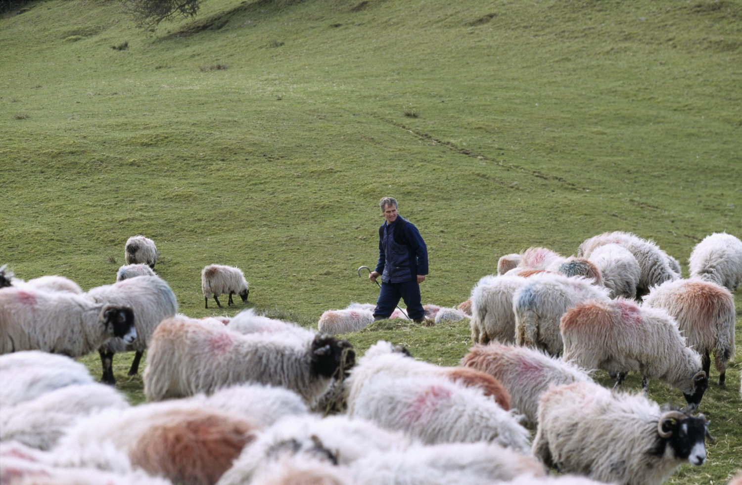 Man holding shepherd's crook with a flock of sheep on a green fell.
