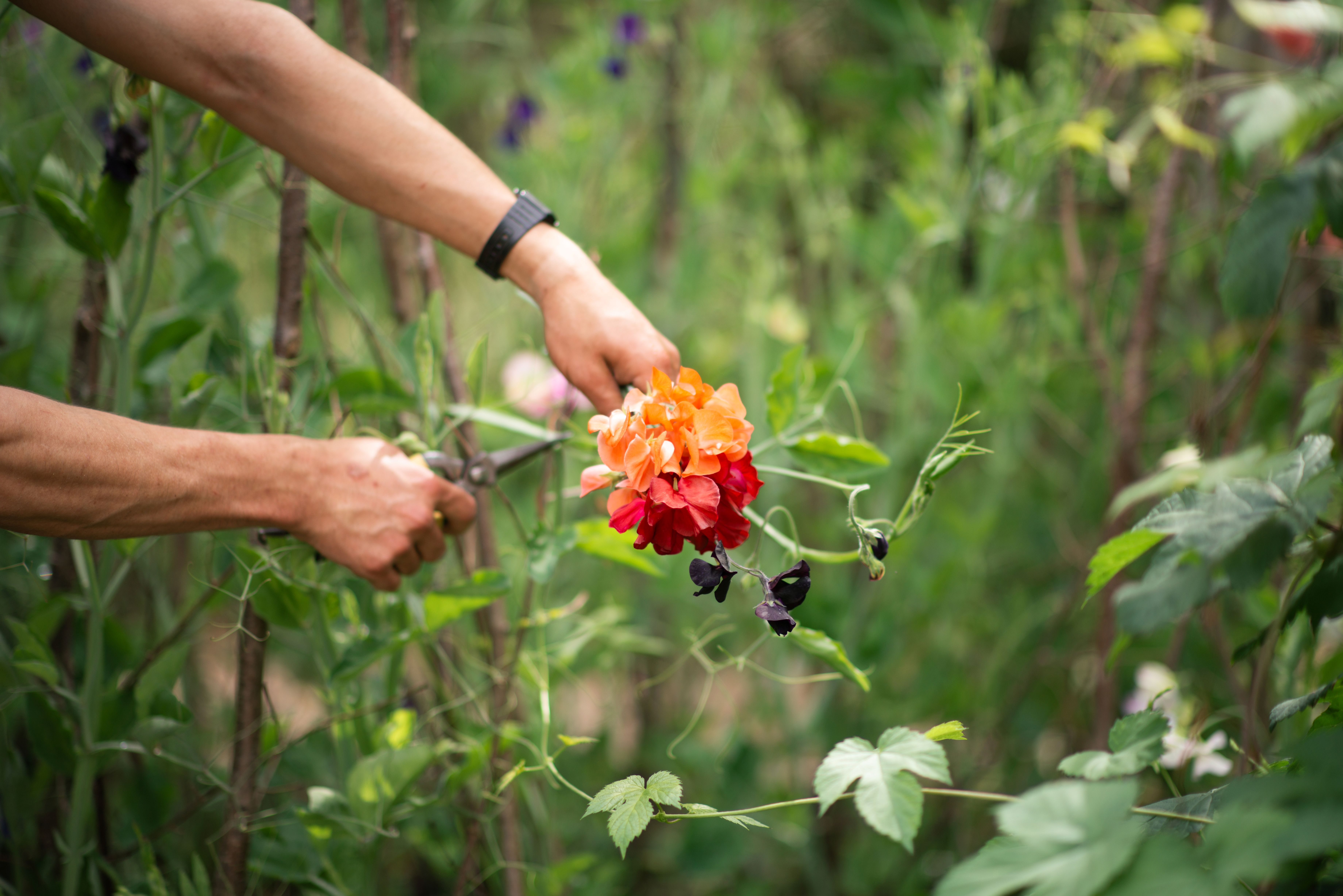 Close up of someone pruning an orange blossoming plant amid greenery.