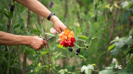 Close up of someone pruning an orange blossoming plant amid greenery.