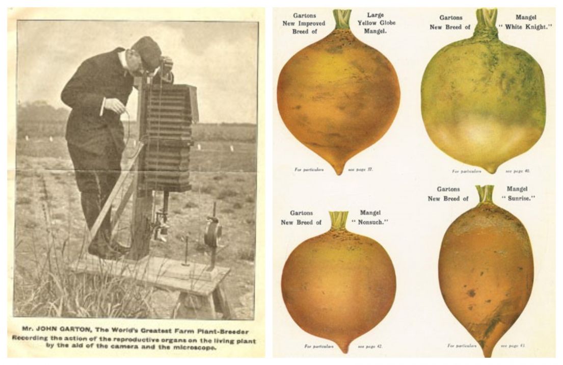 (Left) A black and white image of a man looking into a standing contraption. (Right) Drawings of different type of crop bulbs.