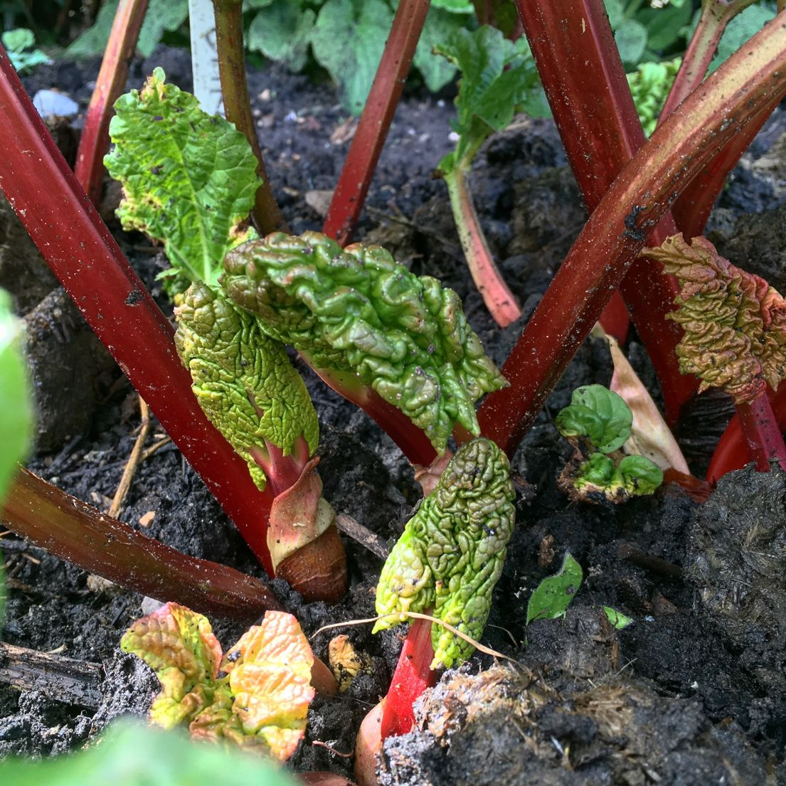 A picture of sprouting rhubarb from the soil.