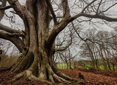 ©National Trust Images/Rob Coleman