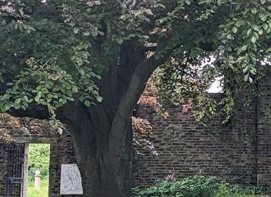 Friends of the Storey Gardens