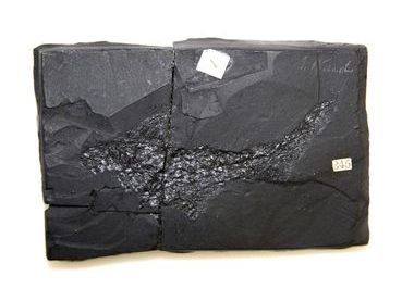 Fossilised fish in coal