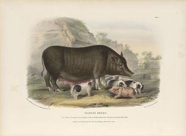 Manuscripts and Special Collections, University of Notitngham