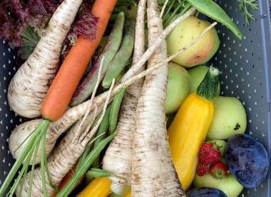 A plot holder’s harvest