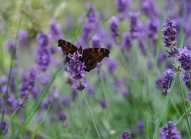 Chapter of Canterbury Cathedral